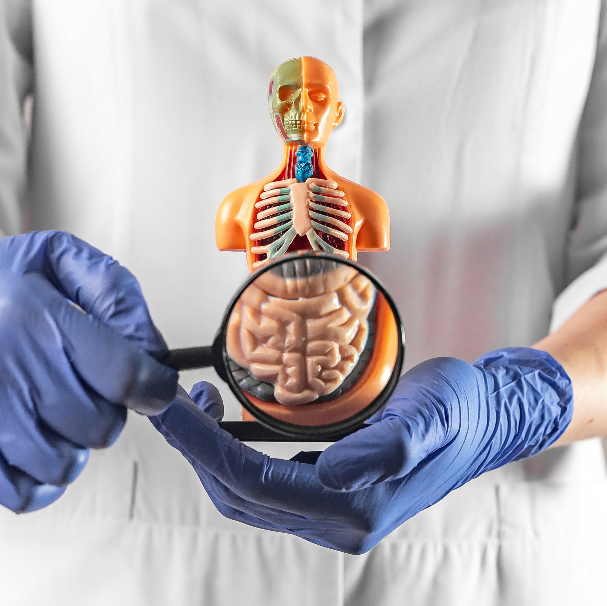 ¿Qué son los probióticos y qué función cumplen en nuestro cuerpo?