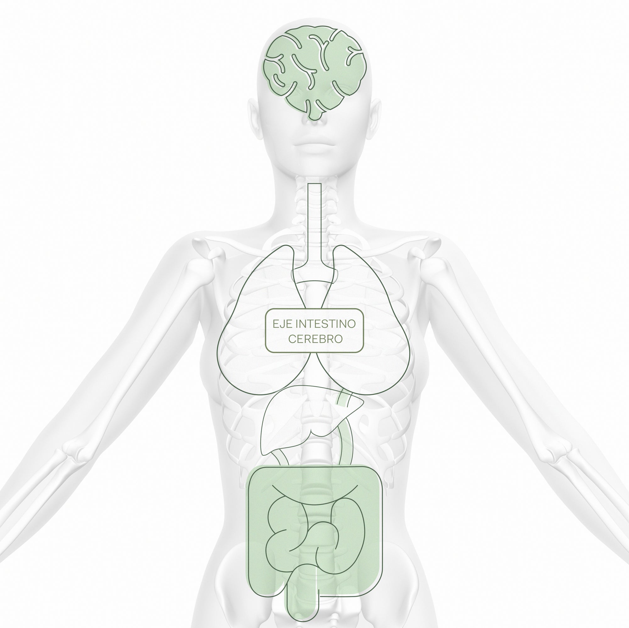 ¿Qué tanto sabemos del eje microbiota intestino-cerebro?